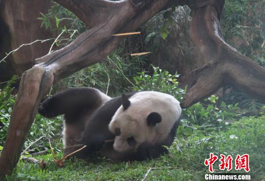 D顰似(c)L z