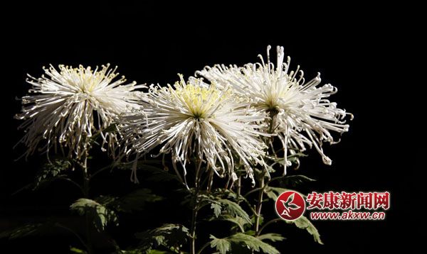 10京`ŵľջ鿶bȻһʒɪͼζɢl(f).jpg